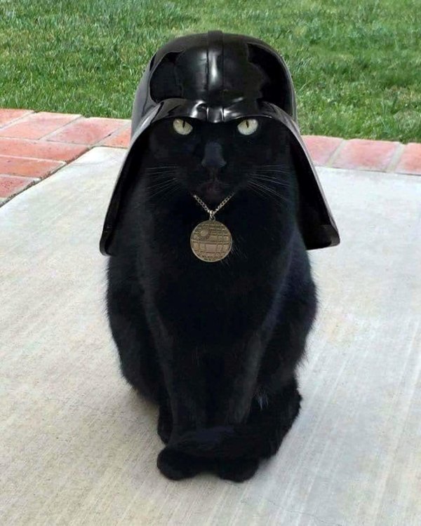 коты star wars