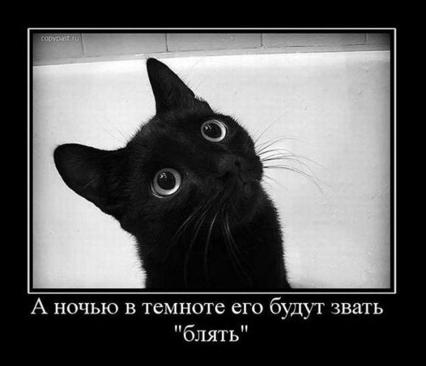 черная кошечка