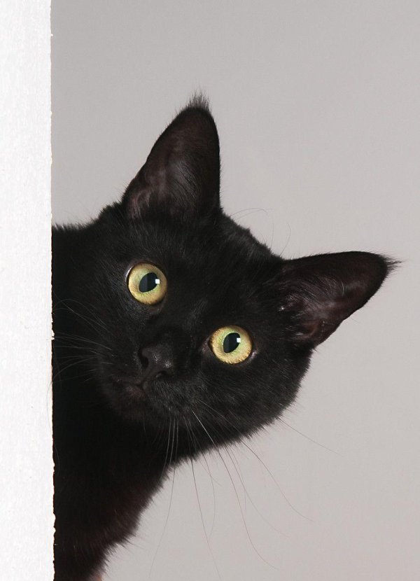 котики черные