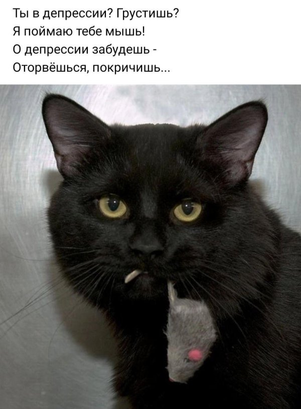 кот чëрный