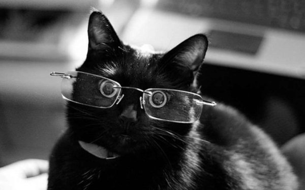 котик в очках