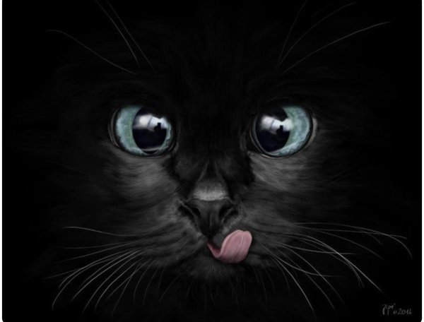 морда черного кота