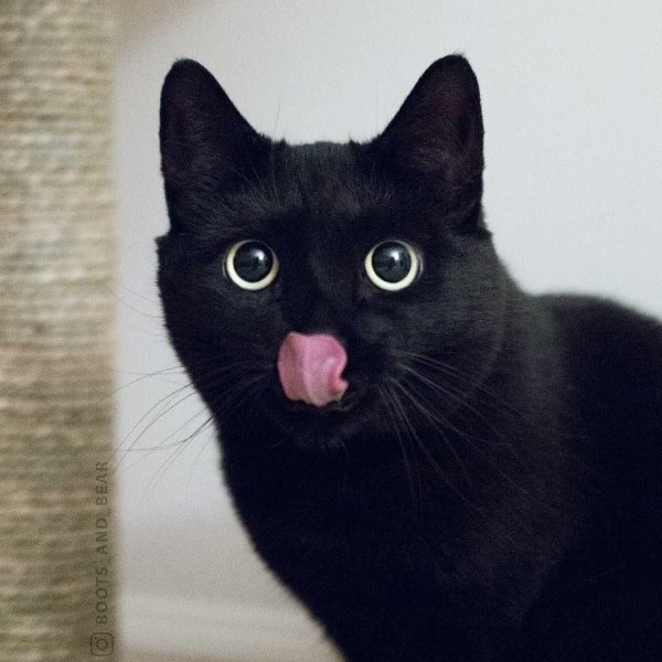 кот чëрный