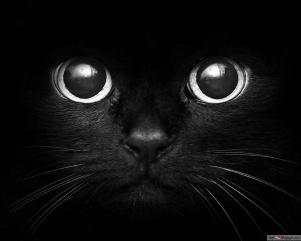 котики черные