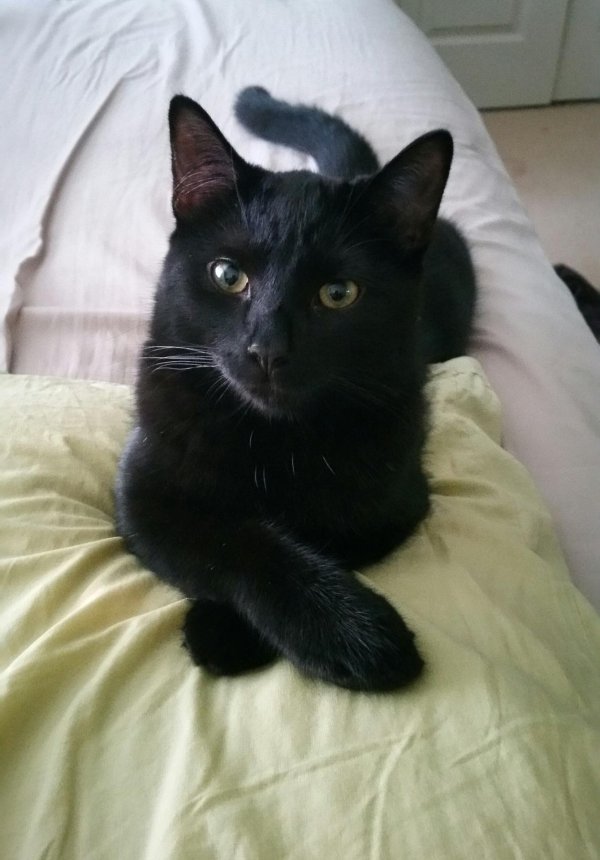 котики черные