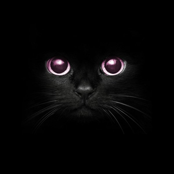 котики черные
