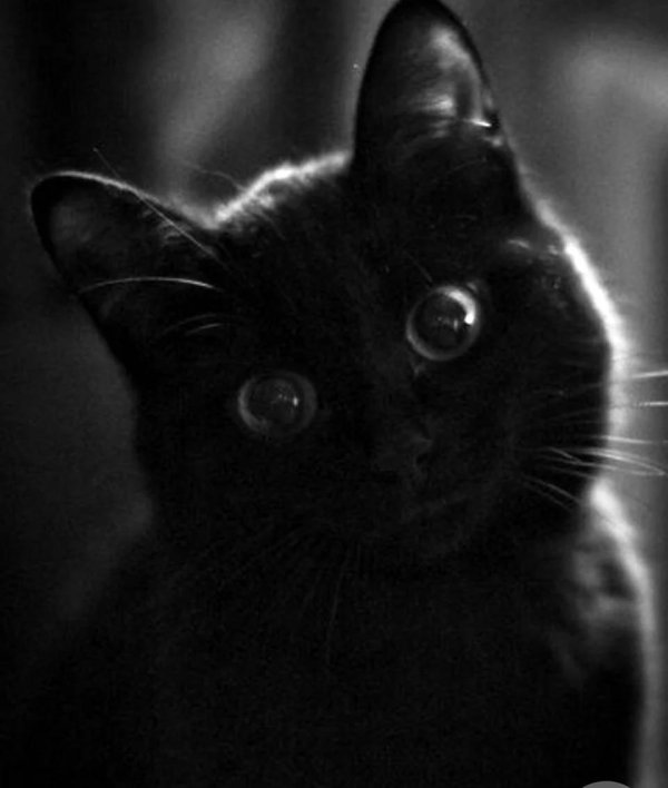 красивые черные коты