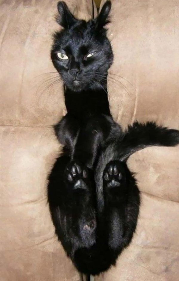 чëрная кошка