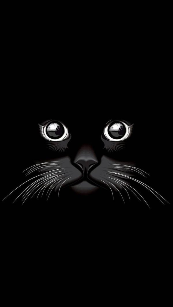 чëрная кошка