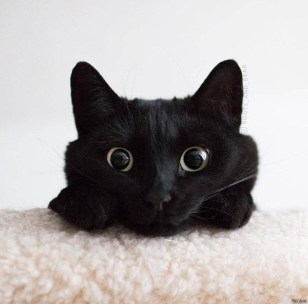 котики черные