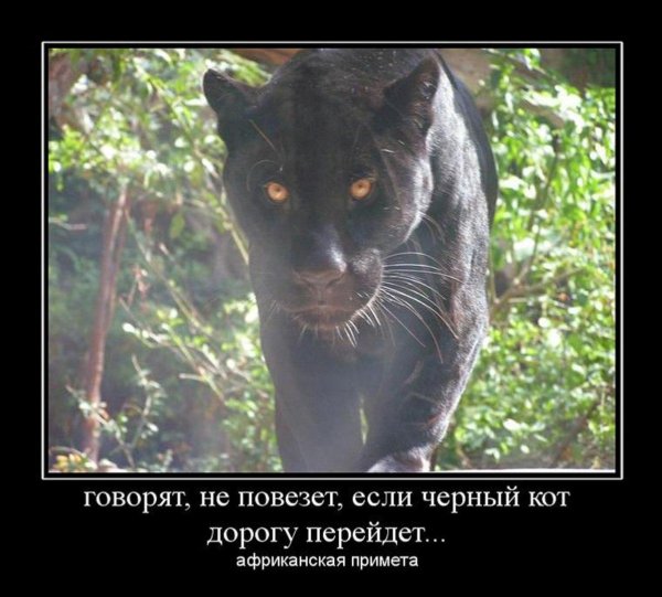 животное пантера