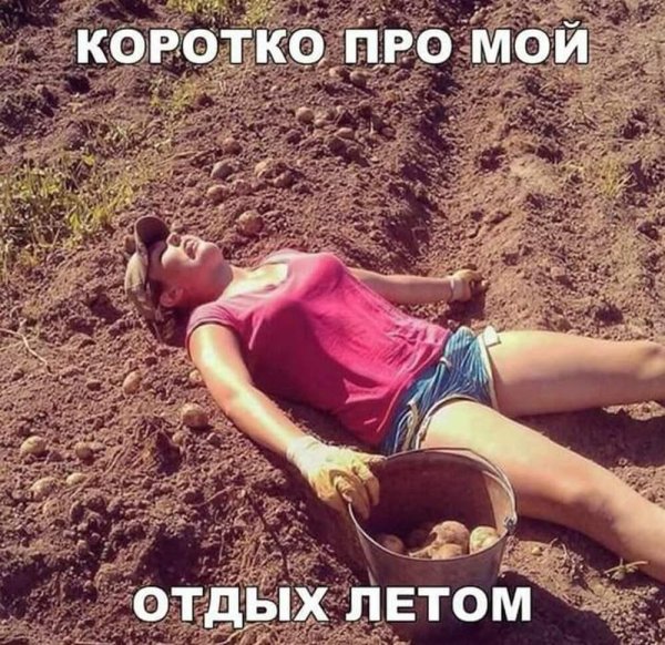 копаем картошку