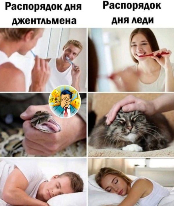 гладит кошку