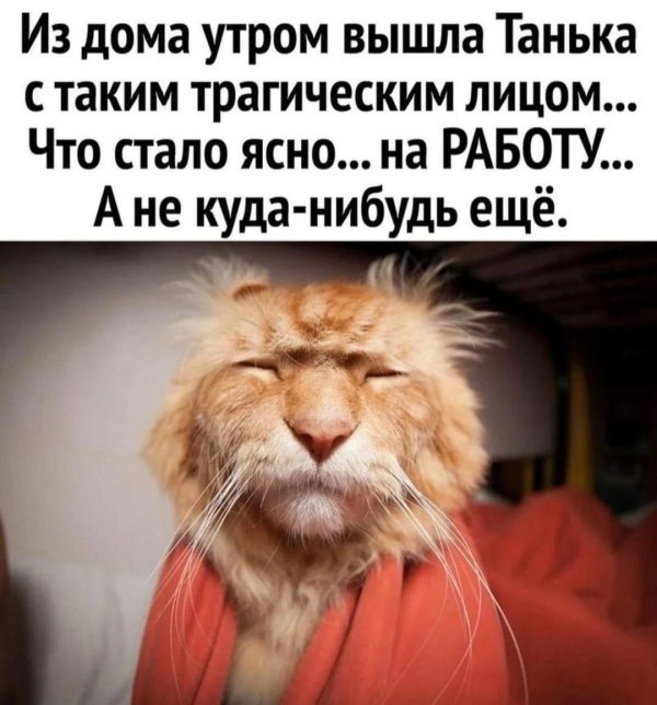 утро понедельника кот