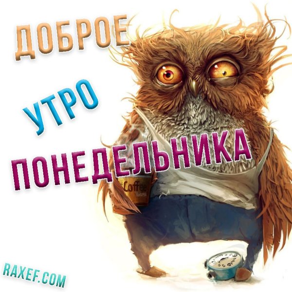 невыспавшаяся сова