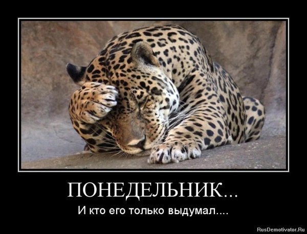 ягуар животное