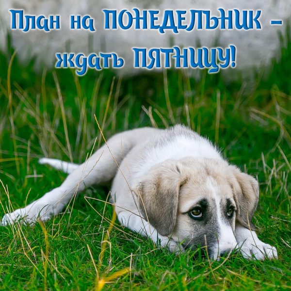 план на понедельник ждать пятницу