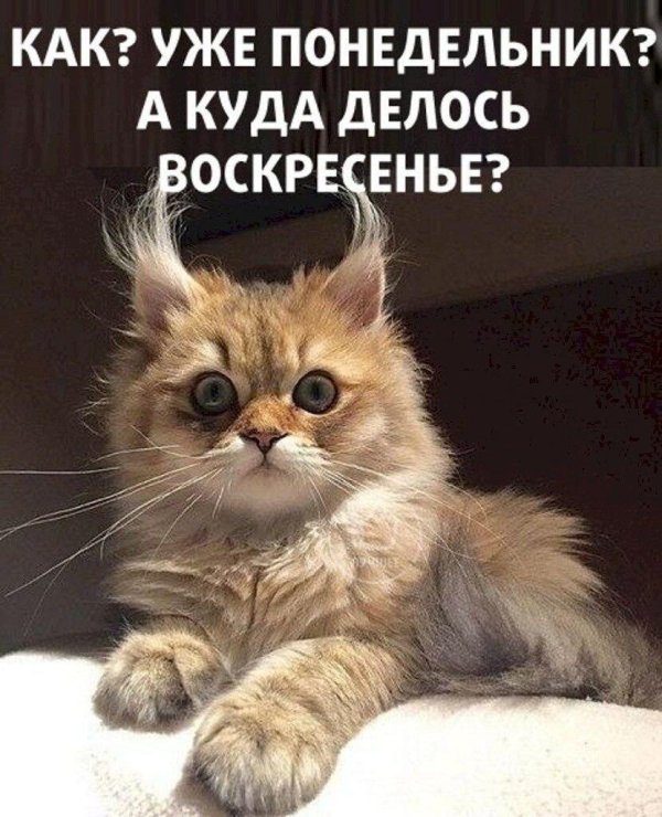 сумасшедшая кошка