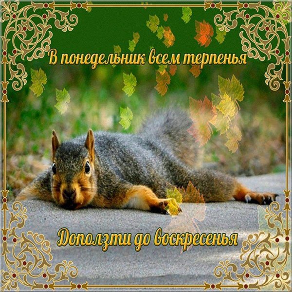 доброе утро понедельника красивые открытки