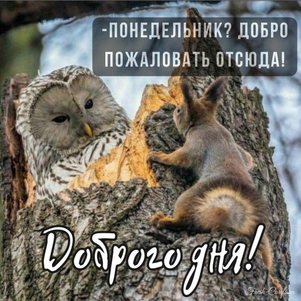 сова и белка