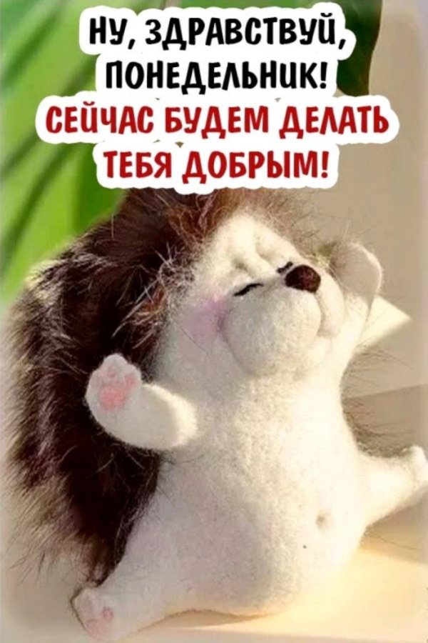 доброго утра понедельника прикольные