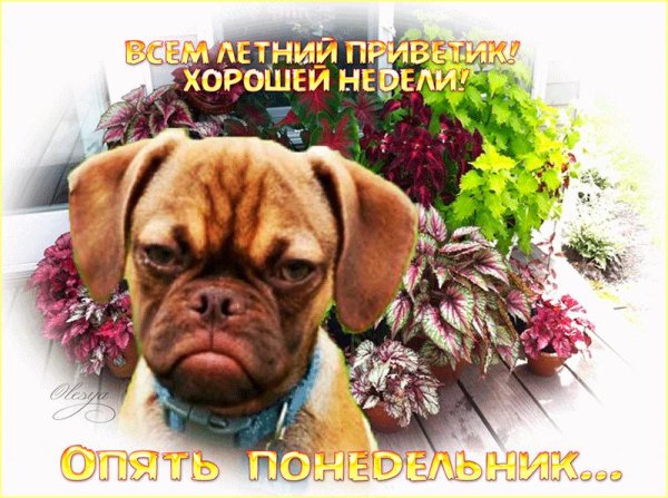 открытки на понедельник