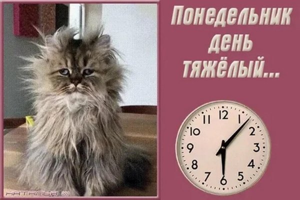 кот лохматый