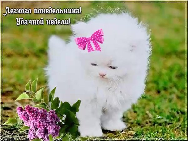 легкого понедельника удачной недели