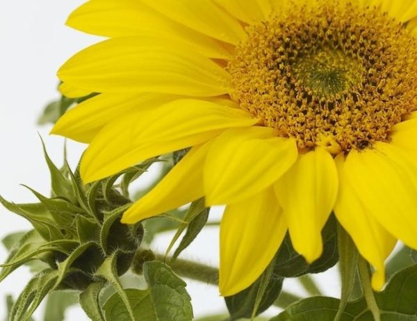 цветок подсолнечника