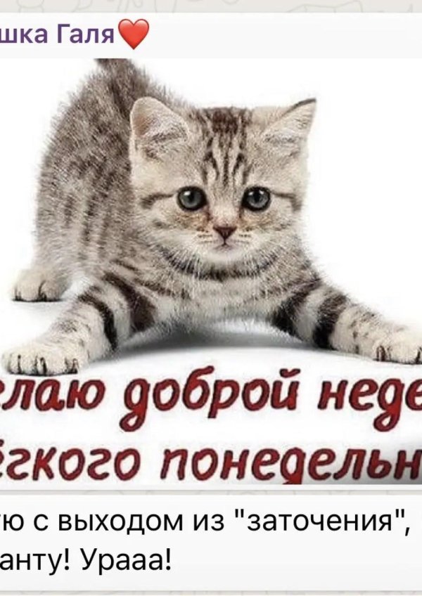 доброе утро понедельника смешные