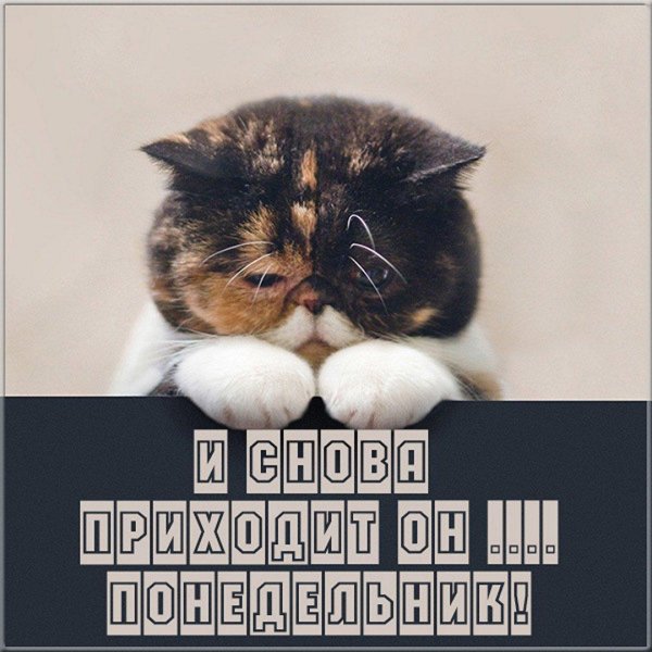 открытка опять понедельник