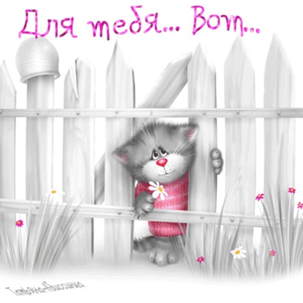 коты алексея долотова