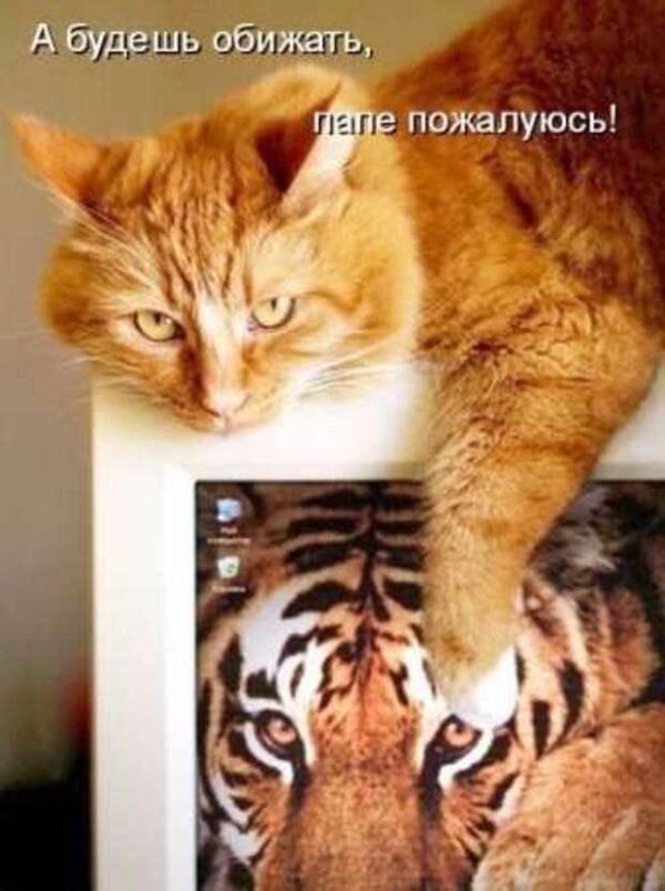 обиженная кошка