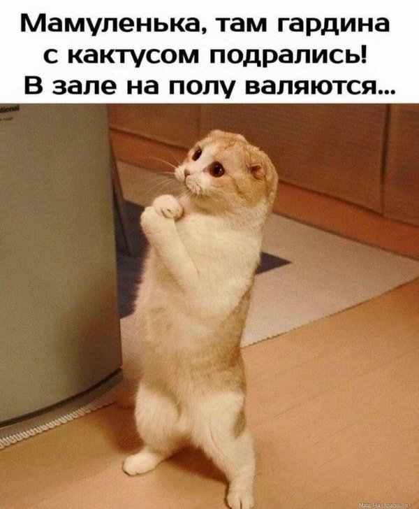 котик ну пожалуйста