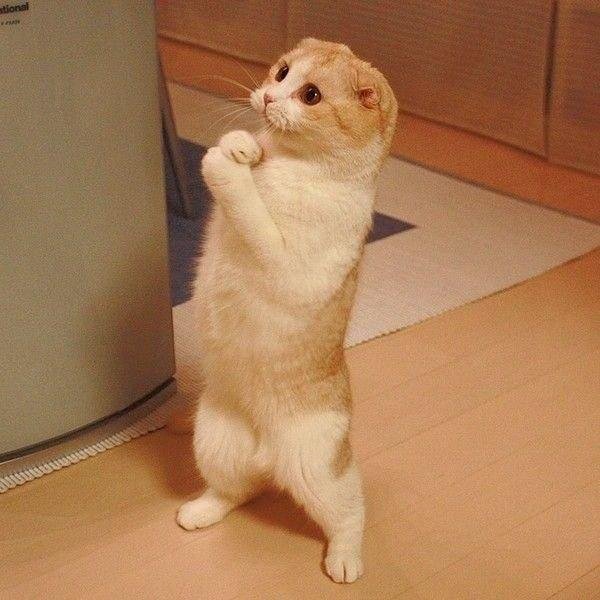мем котэ
