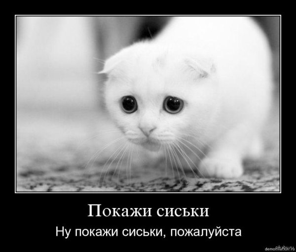 очаровательные котята