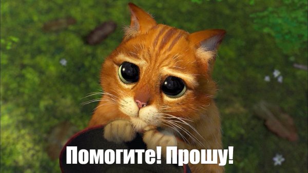 кот шрек