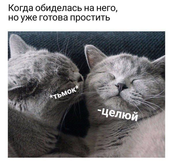 котик чмок