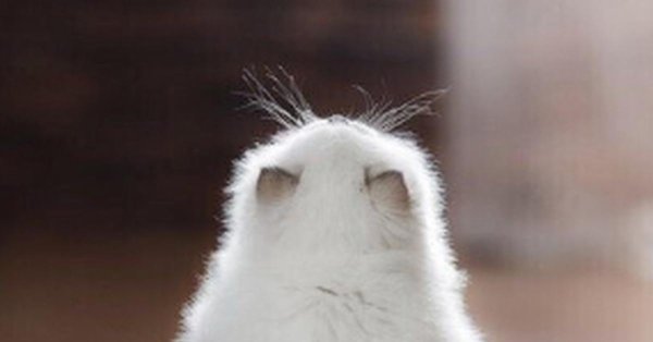 обиженная кошка
