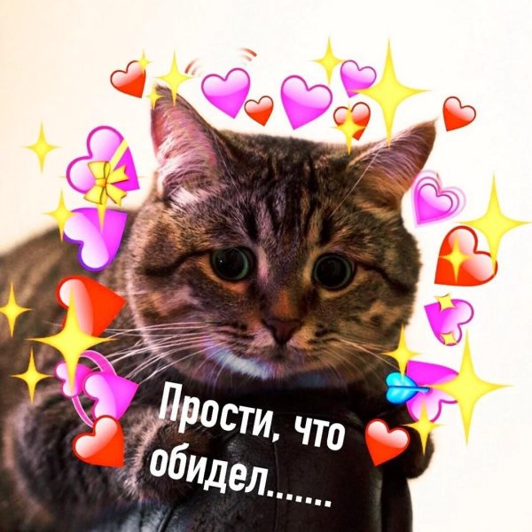 пикчи котики