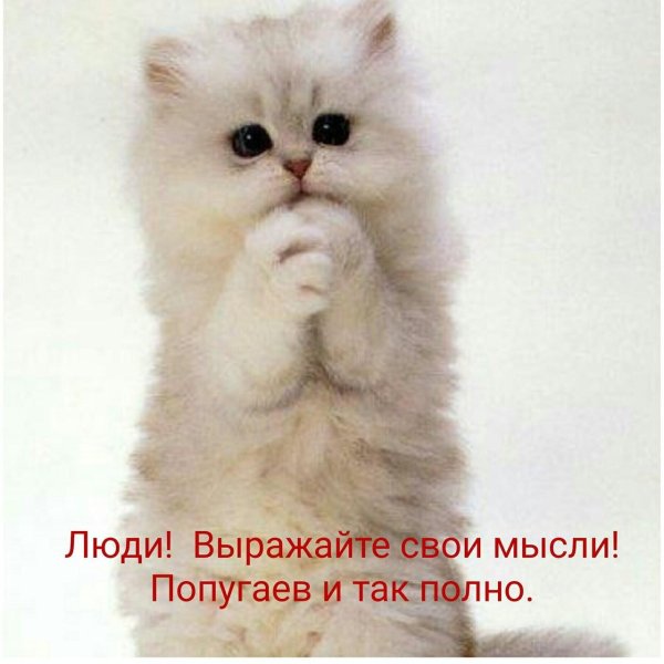котенок прости