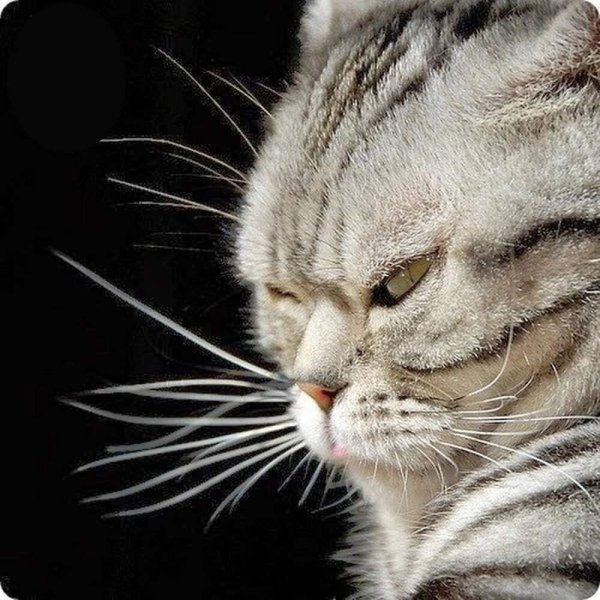 обиженный котик