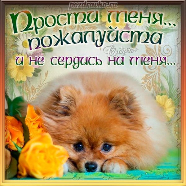 шпиц померанский