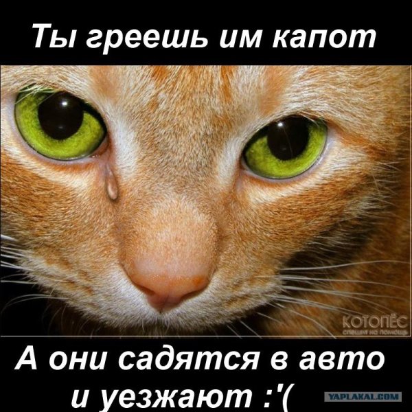 котов обижать нельзя