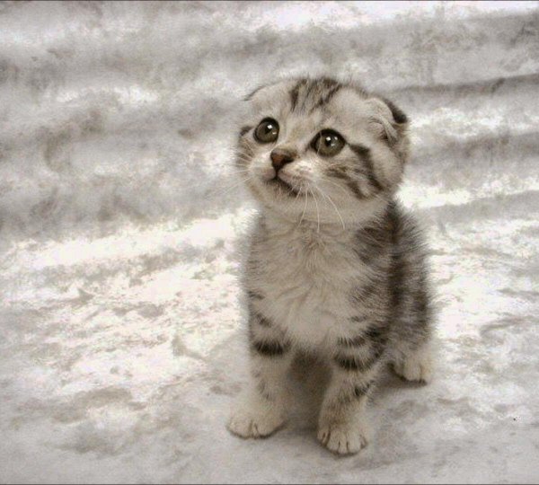 котенок шотландская вислоухая