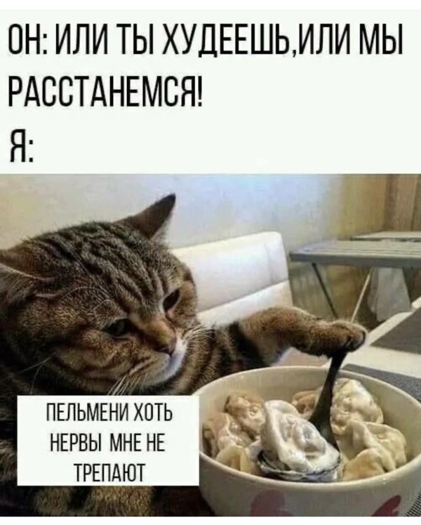 кот ест пельмени