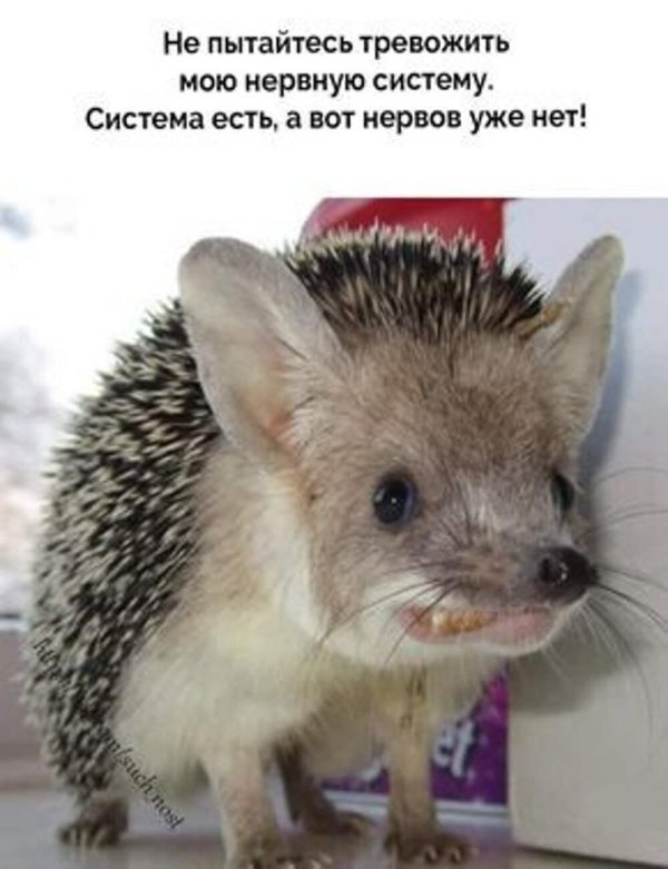 ушастый ёж домашний