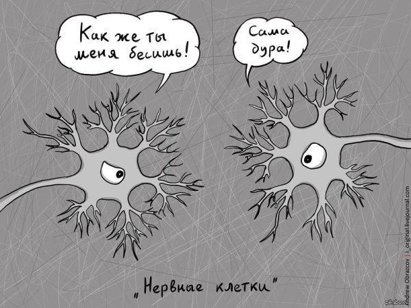 аксон дендрит синапс