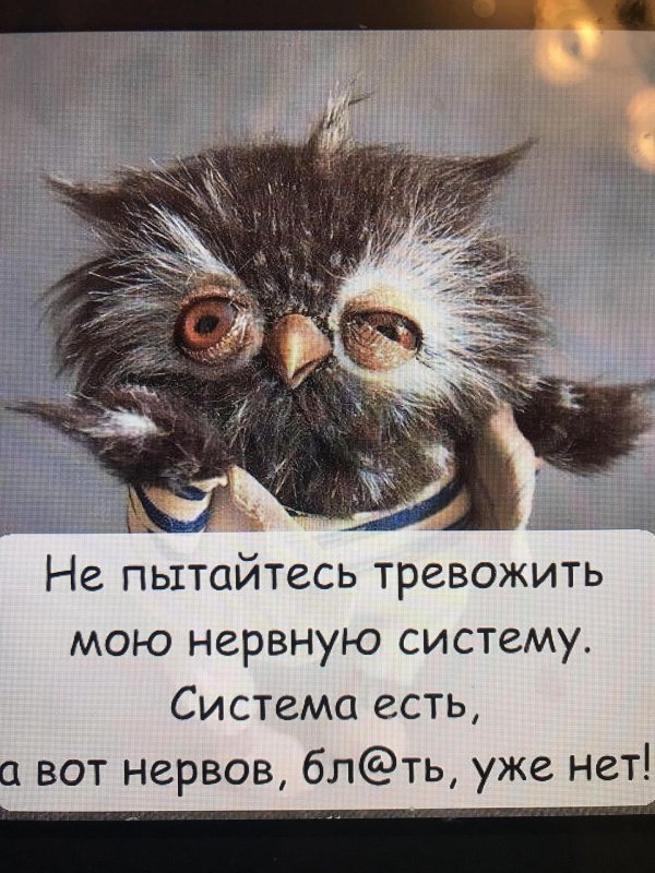 сова сонная