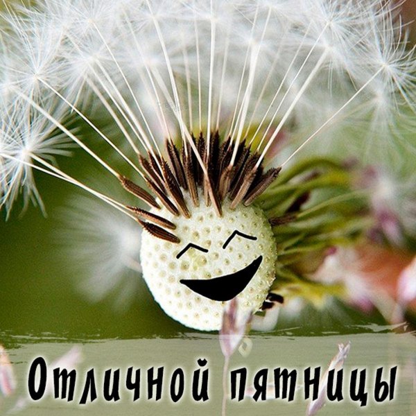 плод одуванчика семянка